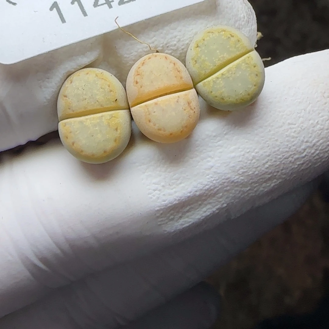 若***_1142。默认脱土。18包邮。偏远88包邮