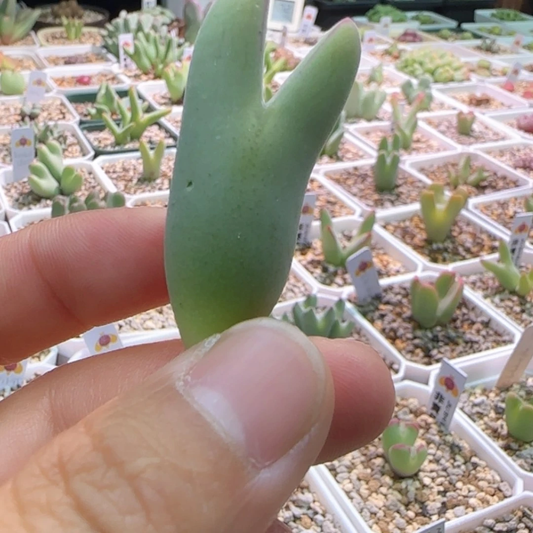 毛胖子多肉植物一颗