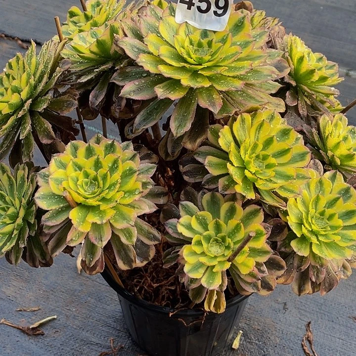 多肉法师459号夕颜发货不包损