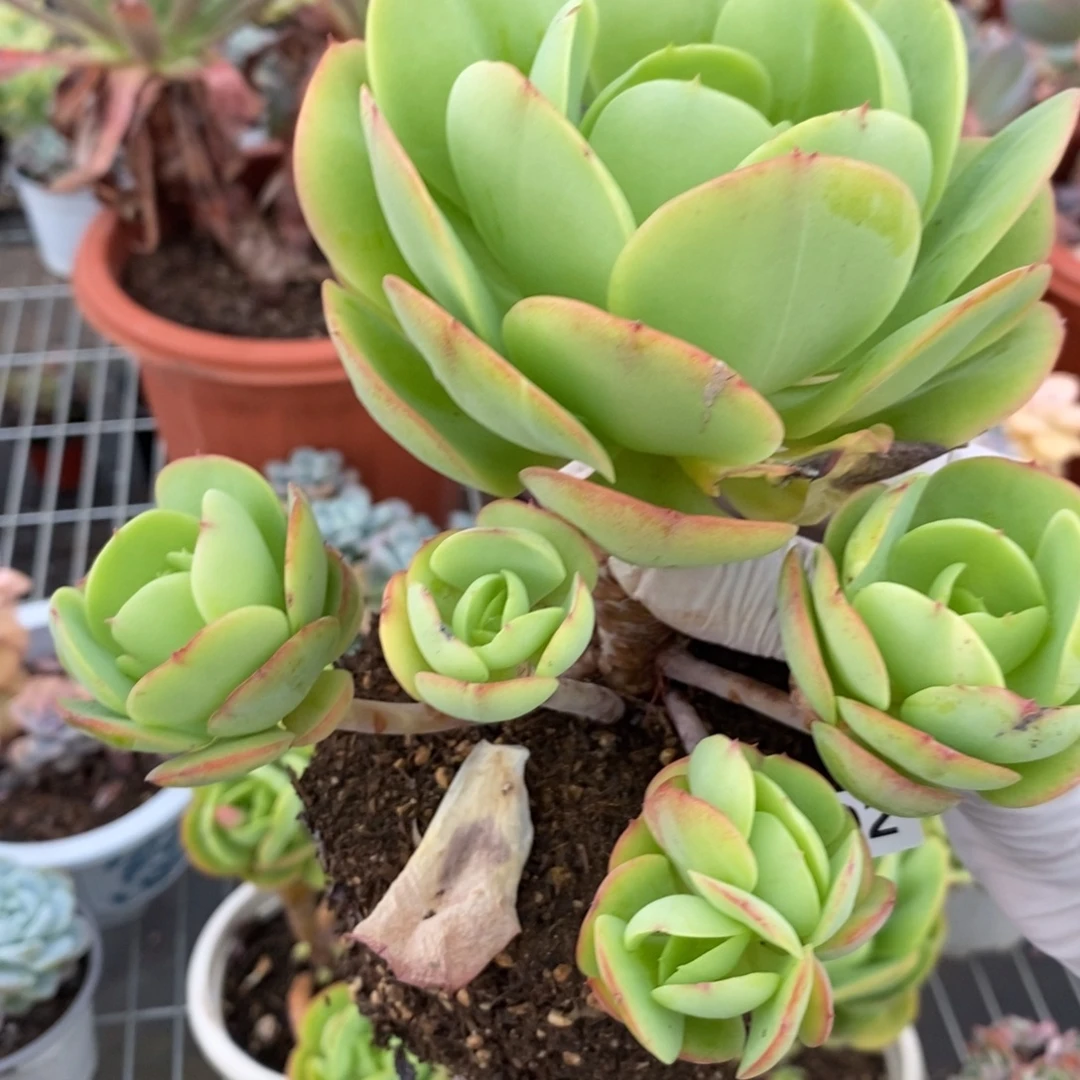 5002碧桃一物一拍