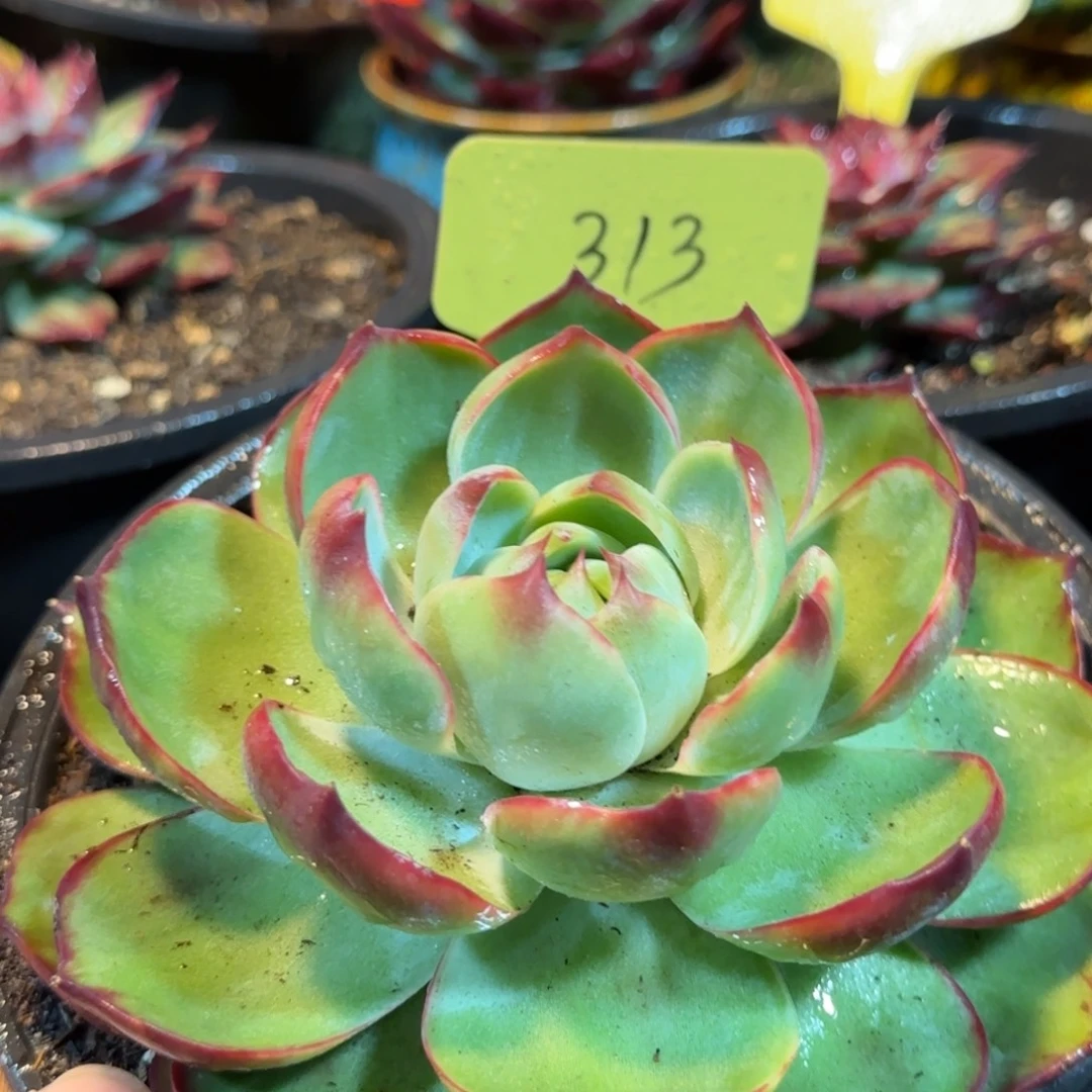 惊鸿一物一拍包装收缩花旱313