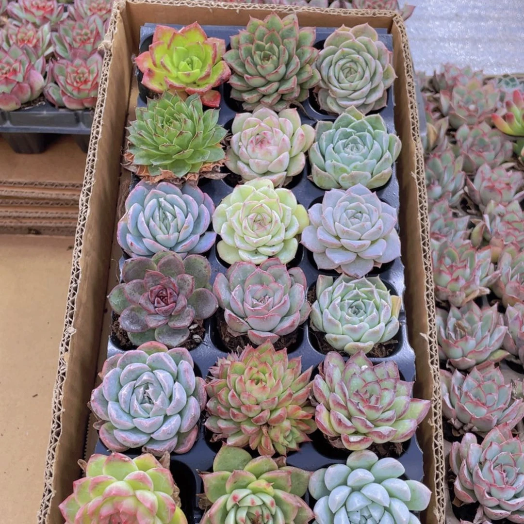 十八颗不重合一箱量拍1-1