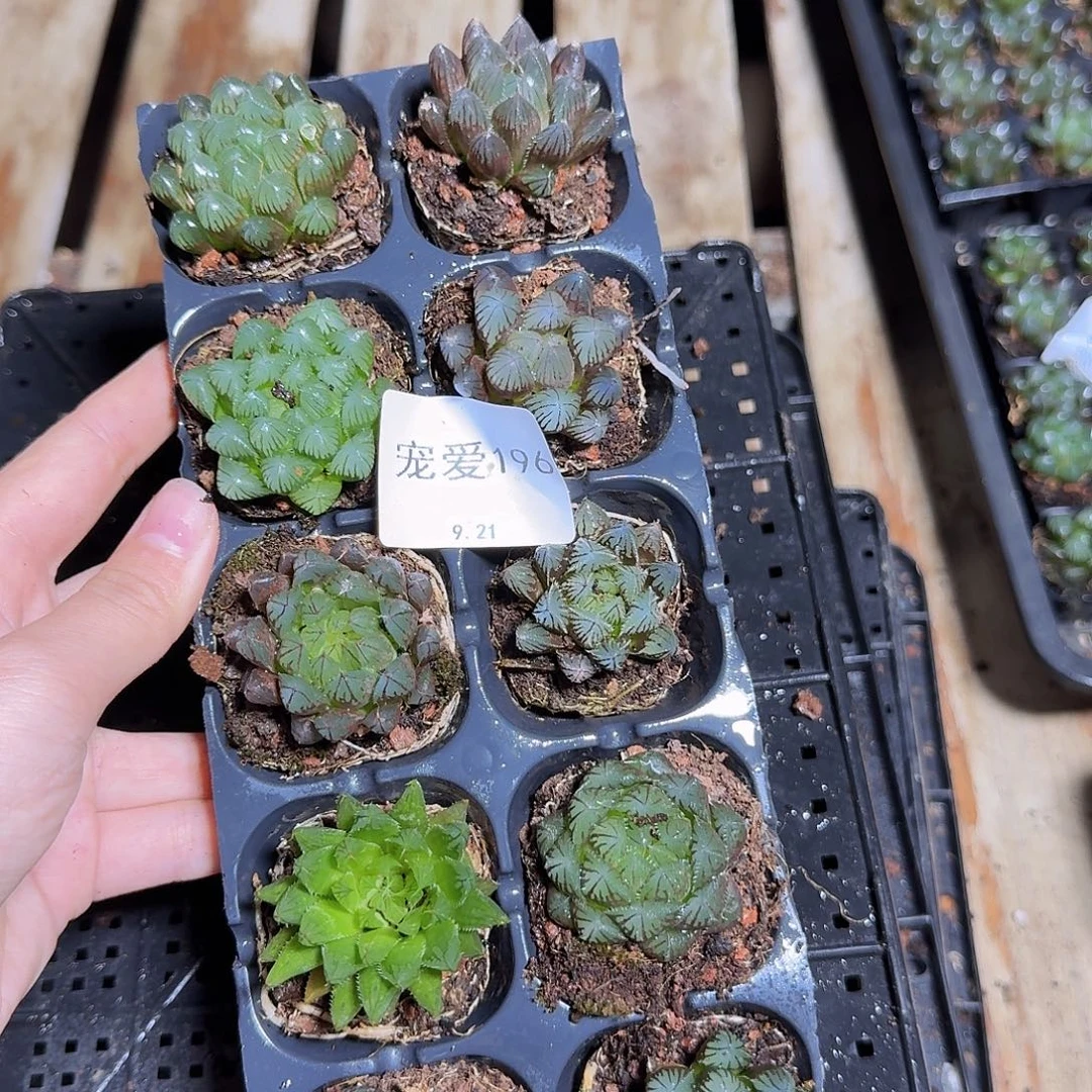 直播福利一物一拍196