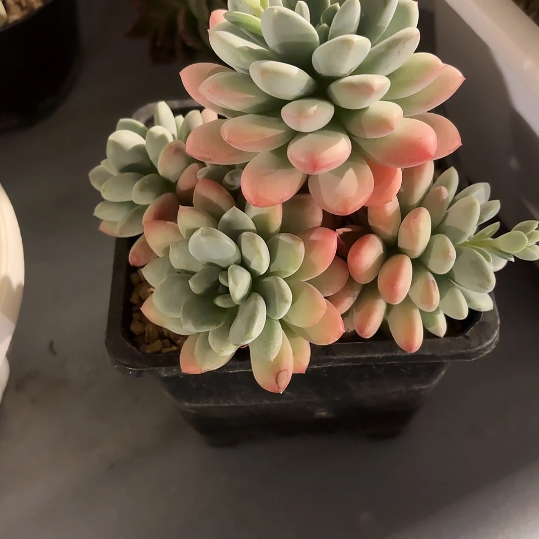 多肉植物啦啦啦啦