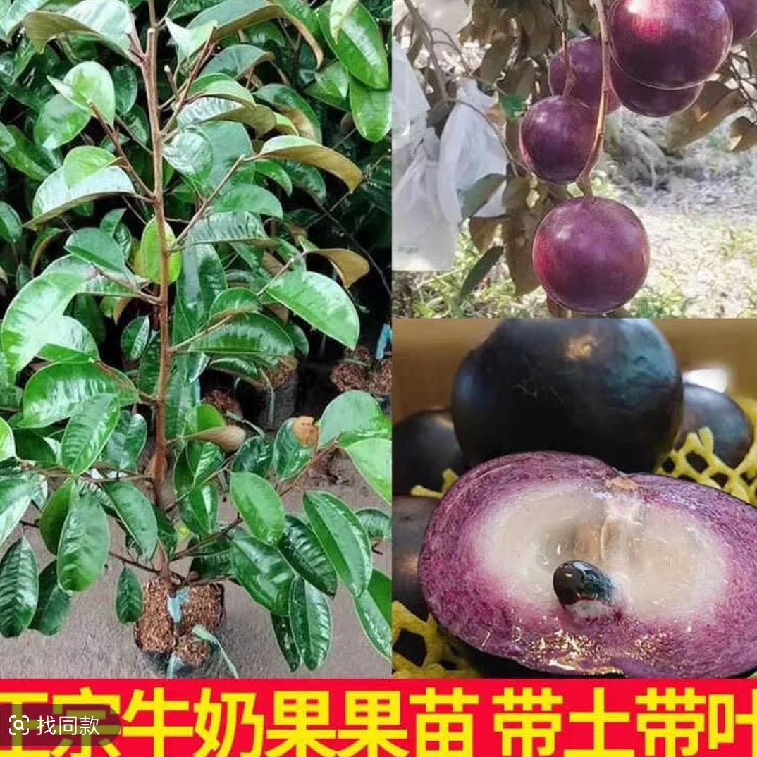 越南牛奶果嫁接苗 适于盆栽地