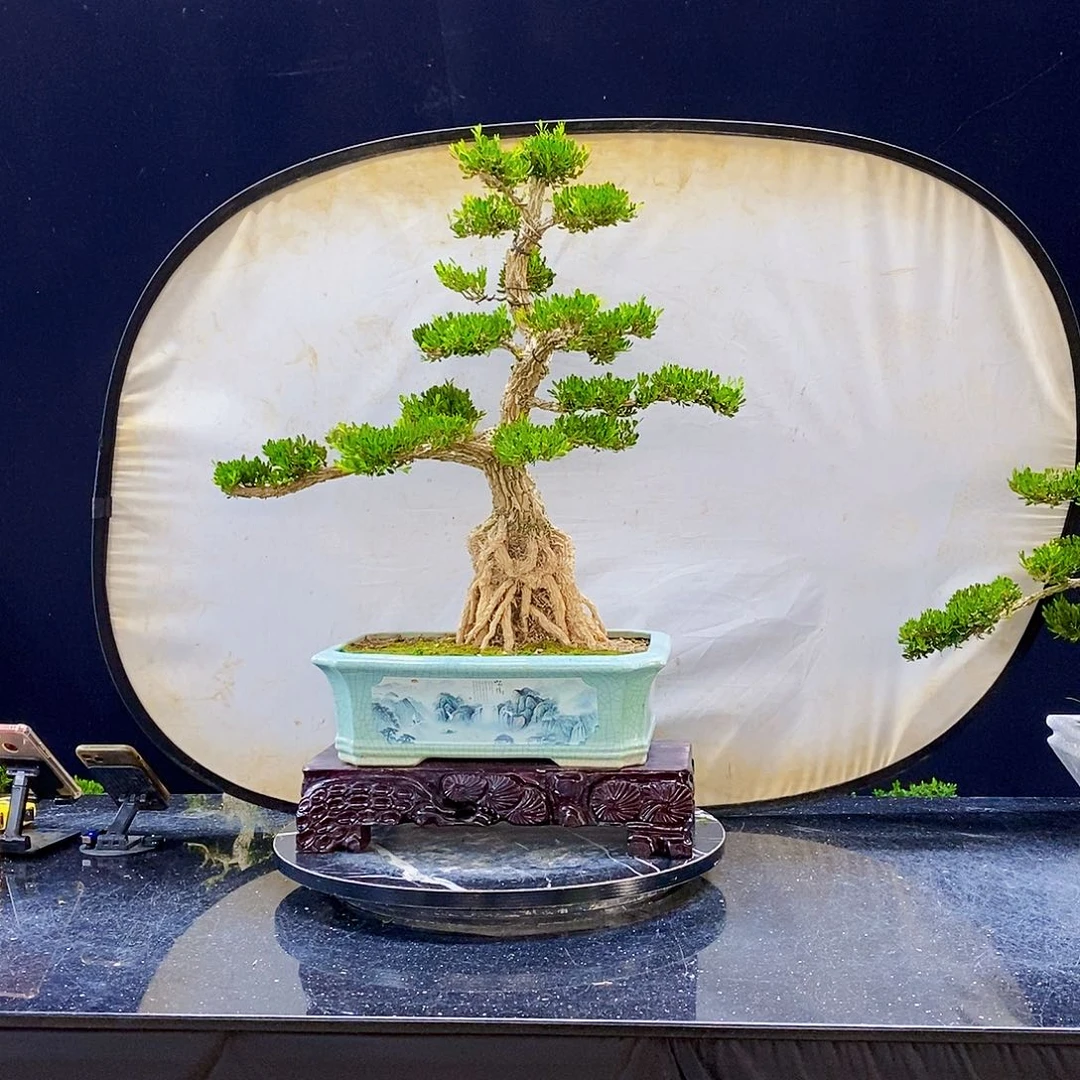 无花朵黄杨盆景造型