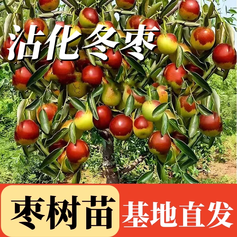 沾化冬枣树苗冰糖枣树苗耐寒耐热矮化盆栽地栽庭院南方北方种植