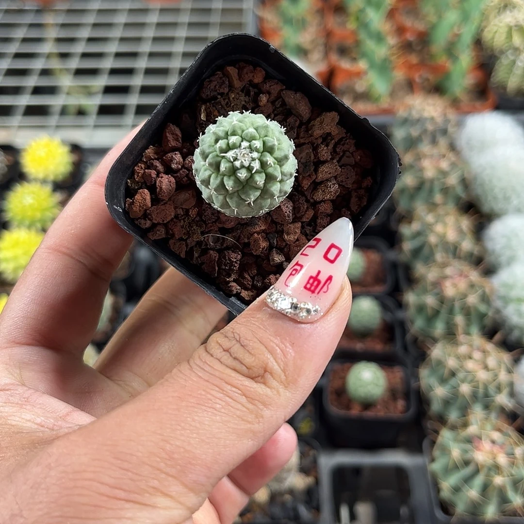 单头菊水单头发货单头