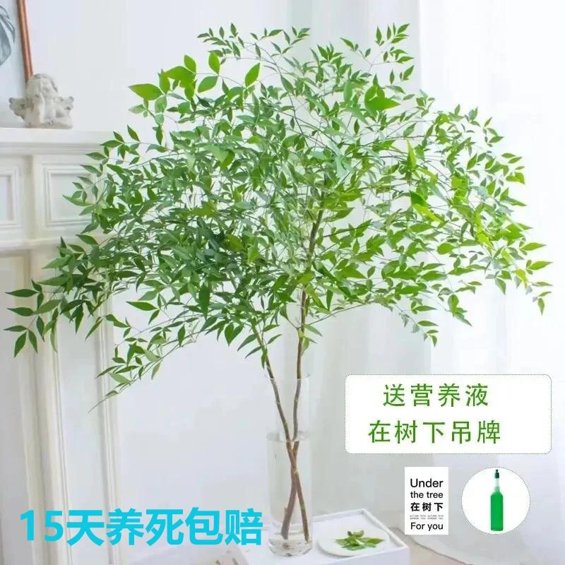 南天竹水培室内四季老桩懒人水培植物客厅绿植家庭书房卧室茶几