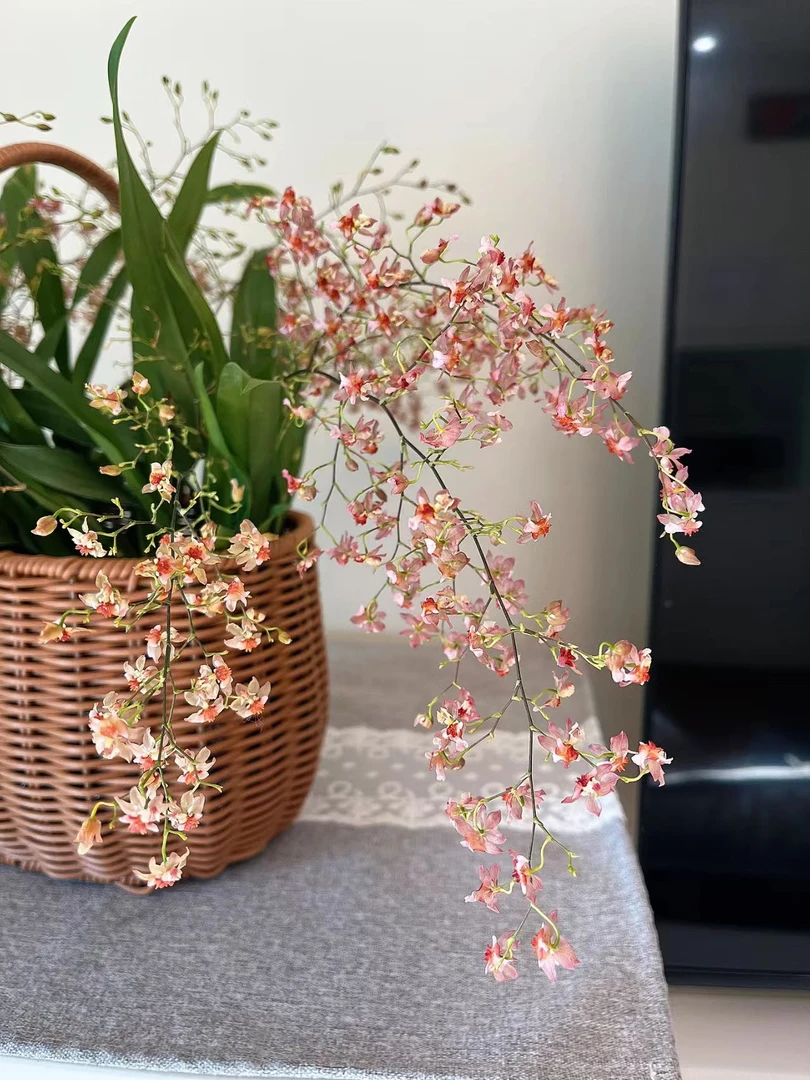 特价香槟粉梦香兰  （5支 不售后）云南鲜花绿植