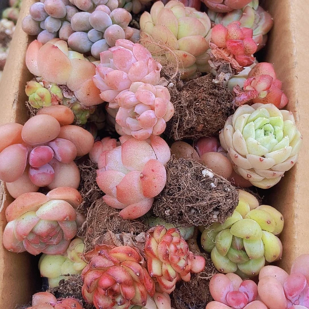 000000000000001量拍保底20颗