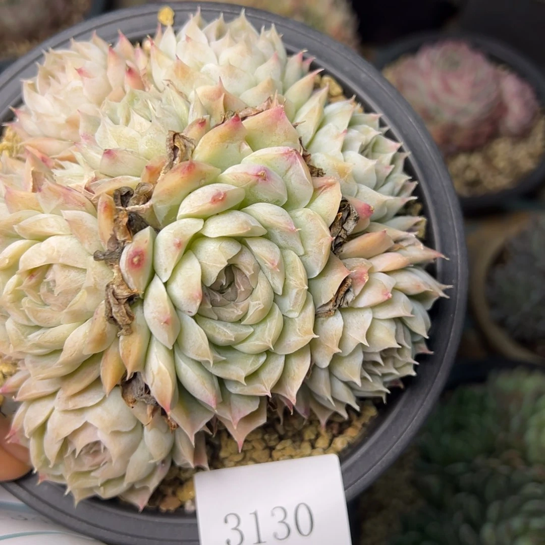 h****23130多肉多多多