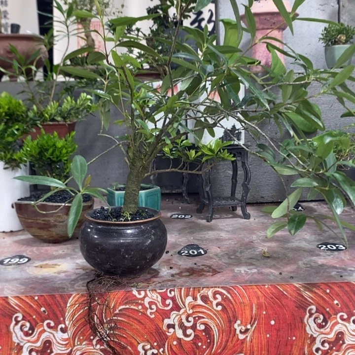 小***玄无花朵退款拉黑拉黑74