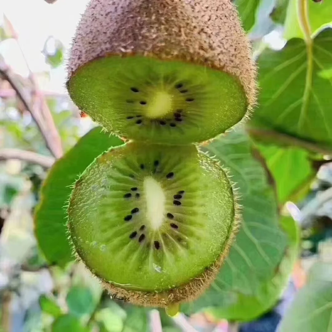 陕西正宗翠香猕猴桃当季水果一年只卖一季水果中的果王维C含量高