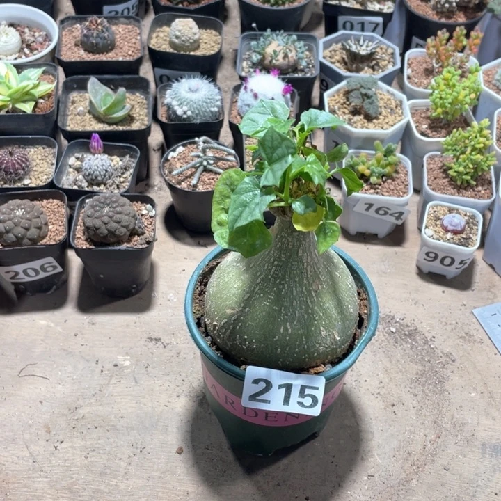 215睡布袋块根植物