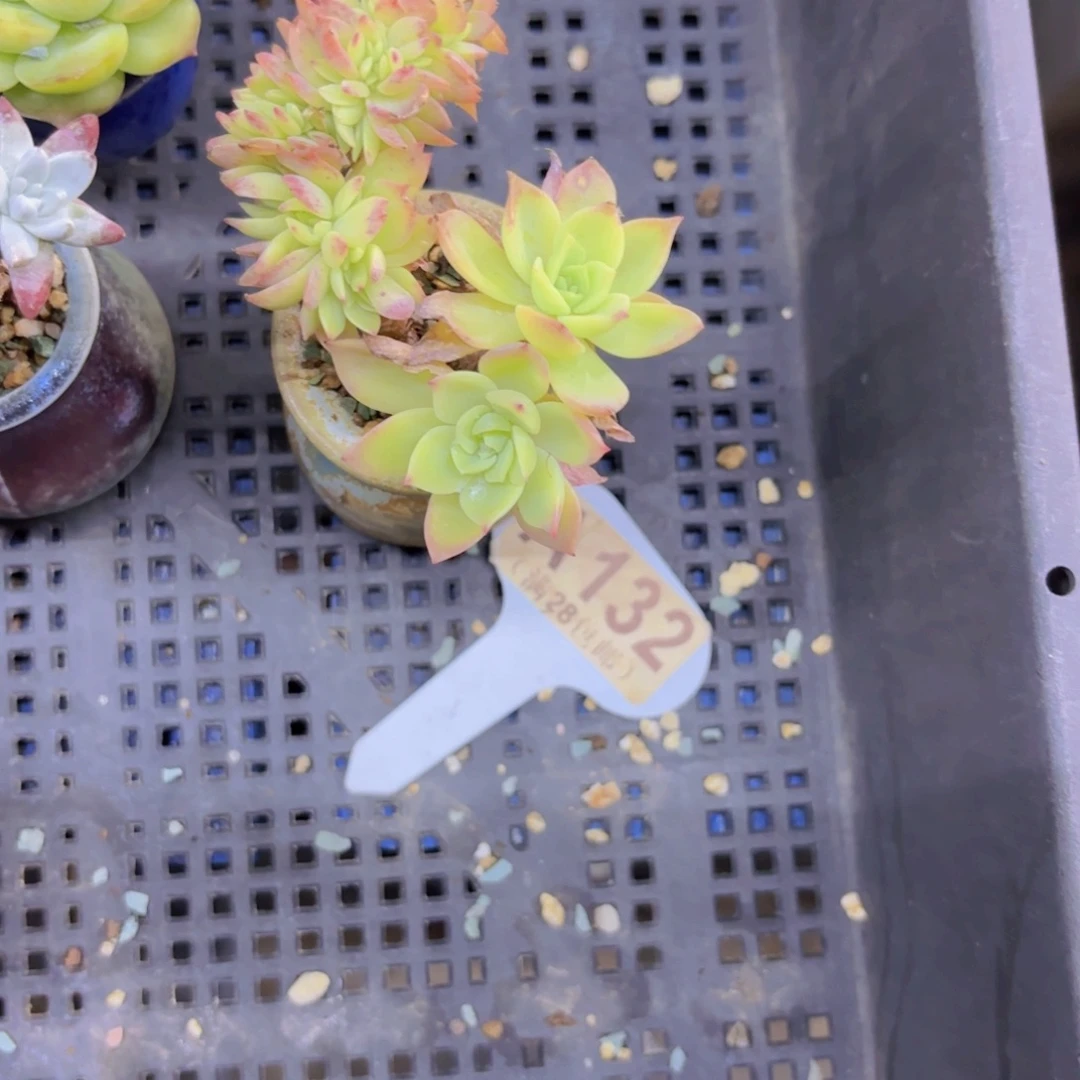 执***着A132三色锦缀一物一拍