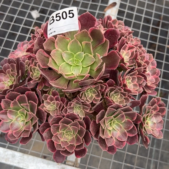 505金丝雀25厘米左右