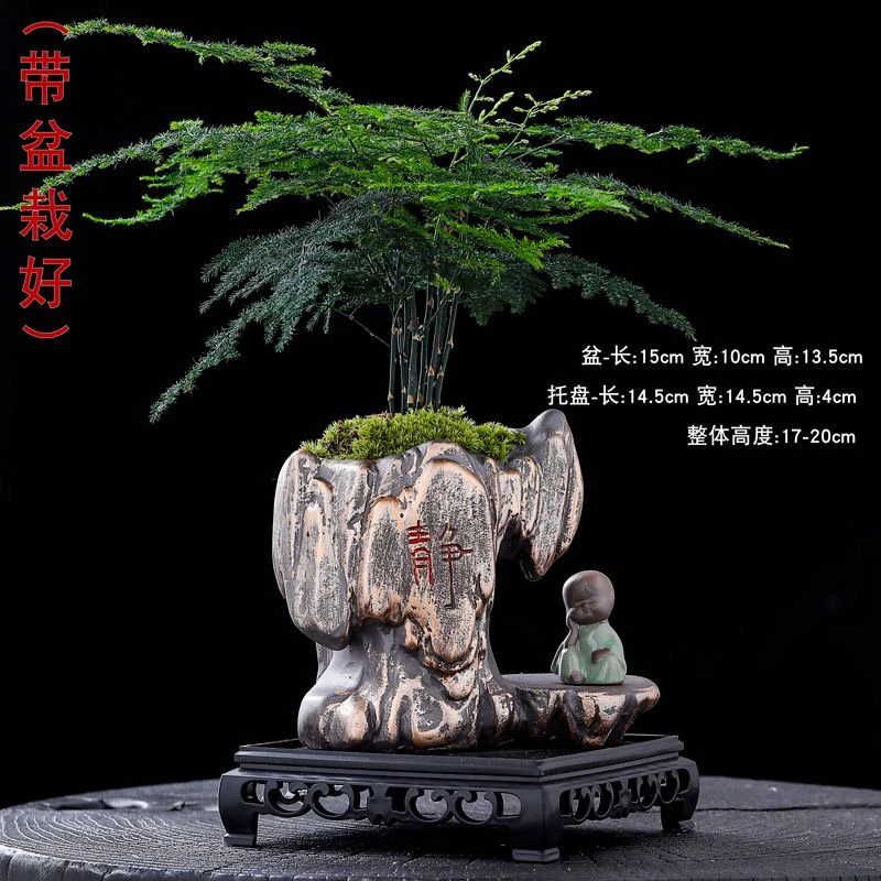 密叶文竹绿植小盆栽桌面摆件紫砂盆景办公室净化空气带盆栽好种好