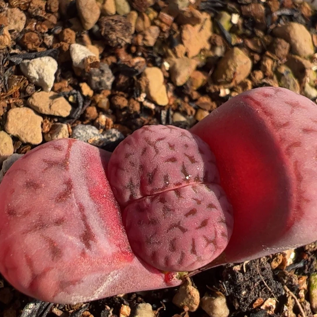 紫花纹母本多肉植物百科