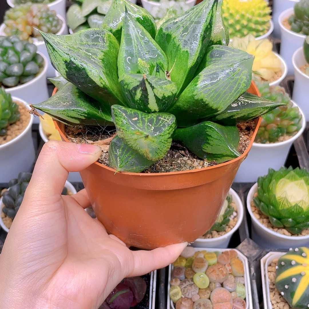 巨大话母本裹般若，原盆