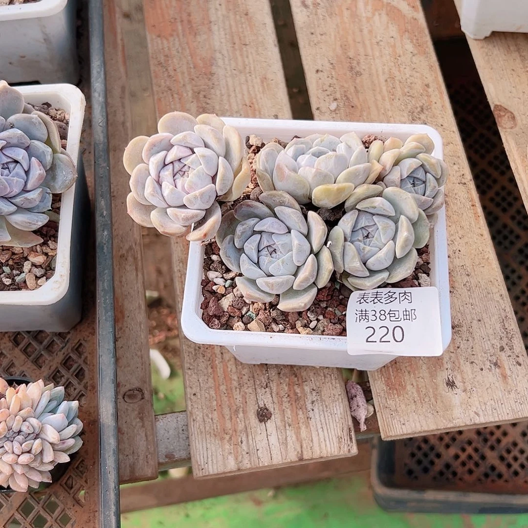 妙***贝多肉一物一拍植物220