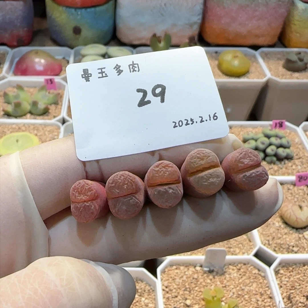 丁*多肉多肉多肉2.16-029