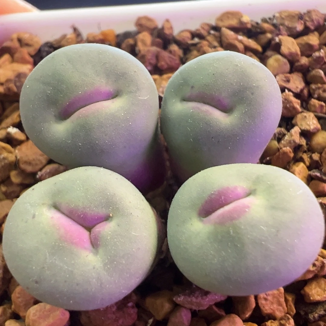 优选奔驰嘴  肉锥植物