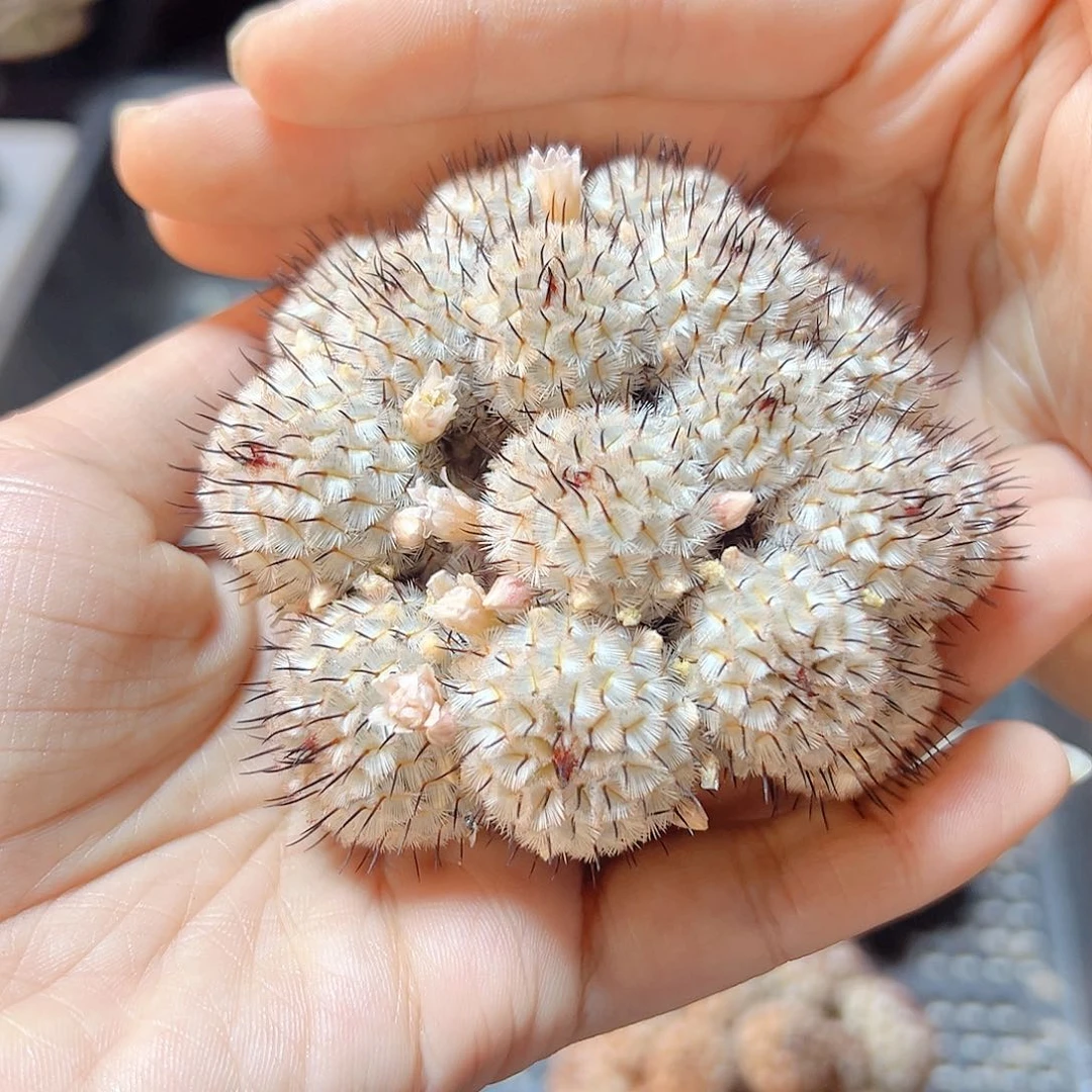 苗接直刺佩蕾无根7.5公分