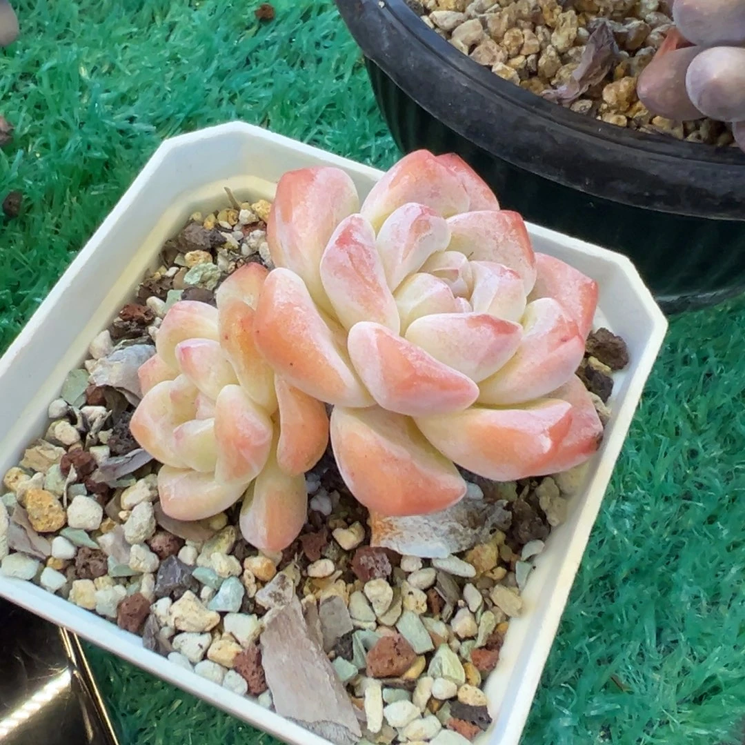 冰玉，，，，，，，，，，，，，，，，