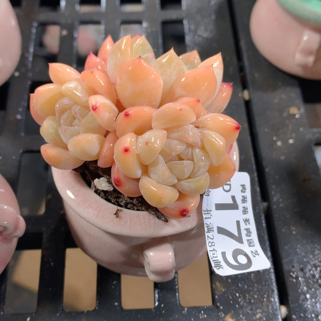 肉萌萌拇指盆精控多肉ZD179