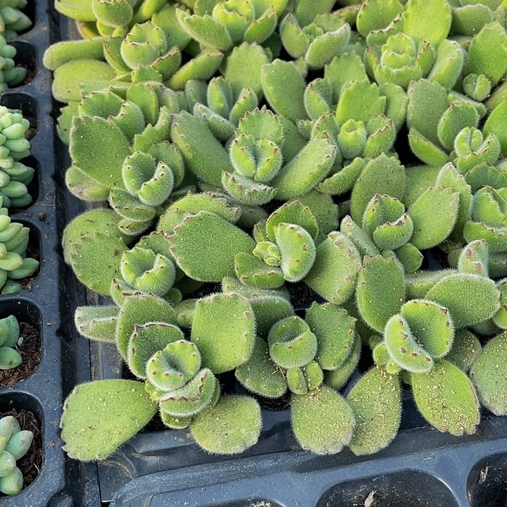 小绿熊1元带土发货