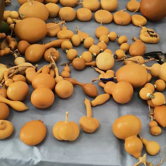 直播专用链接天然葫芦