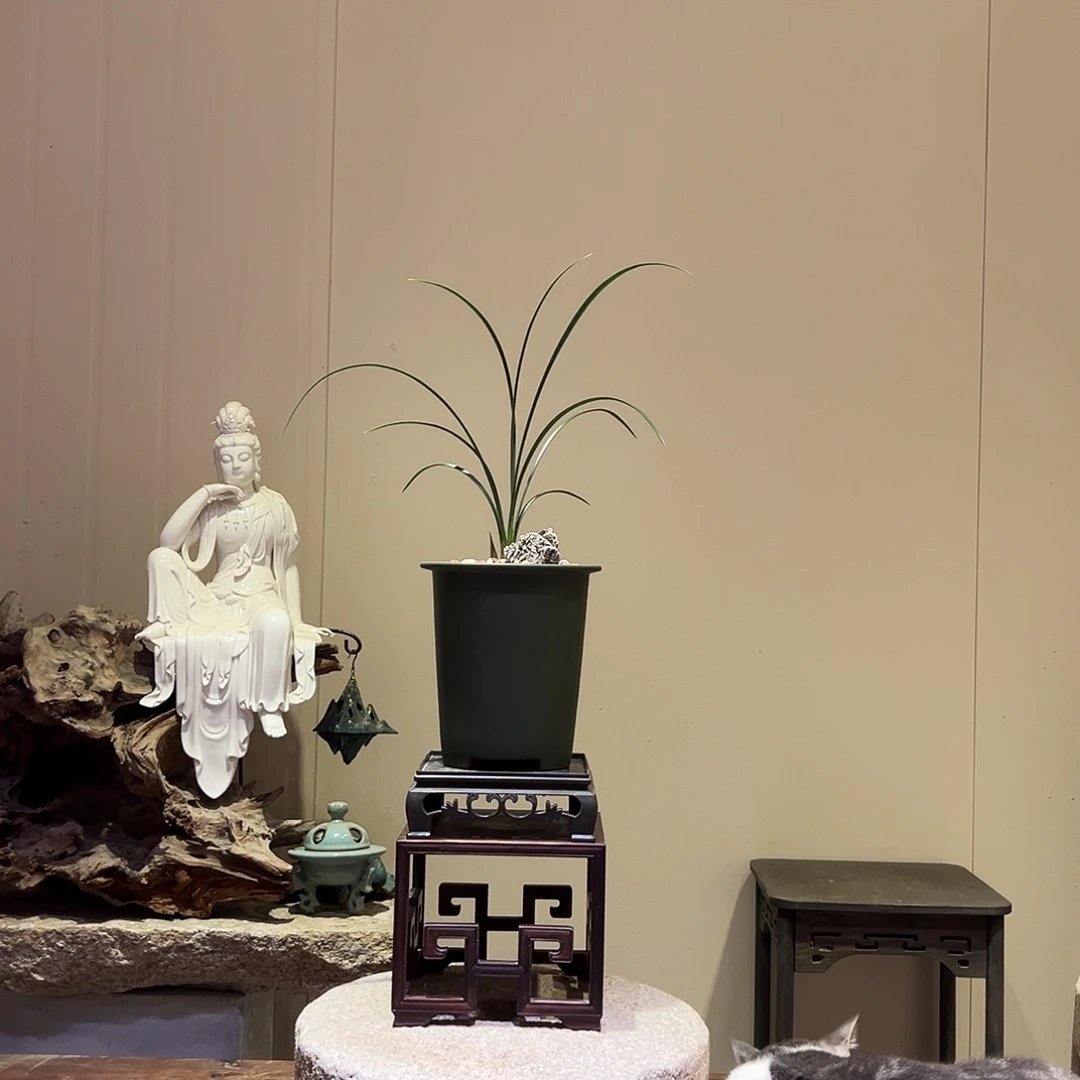 大部分花苞少量开放黄金奇艳
