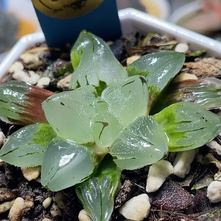 595冰玉鸾特选福利