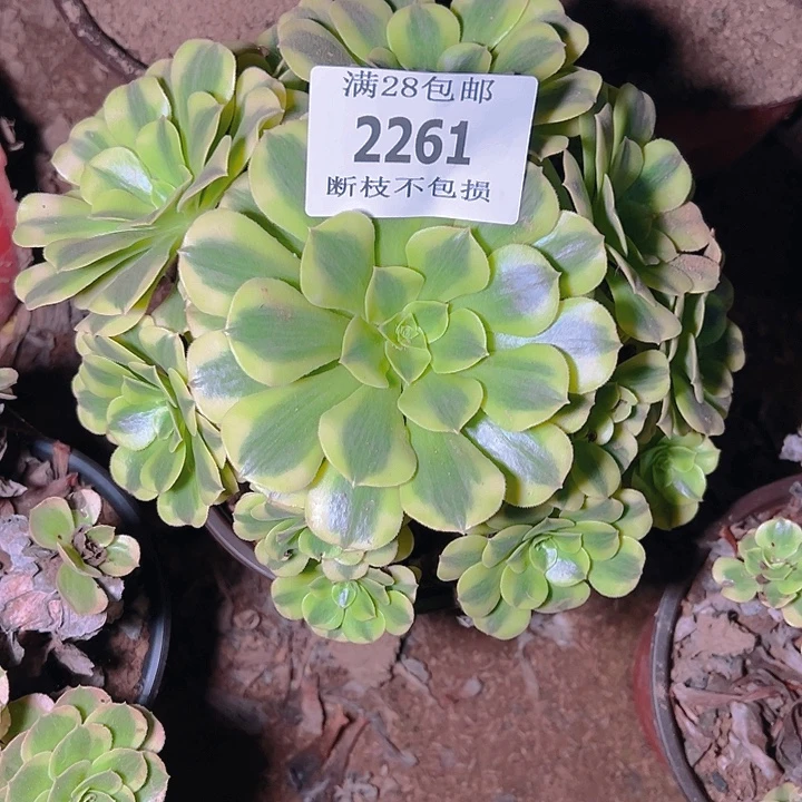 2261绿豆沙多肉植物