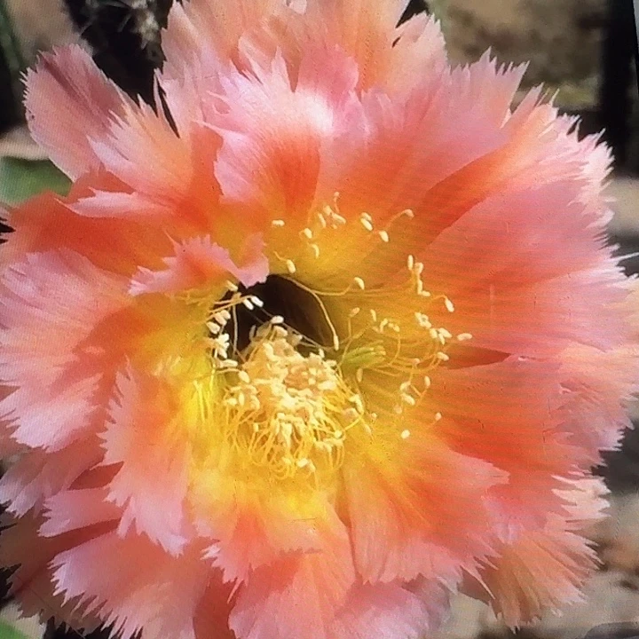 凤一侧芽4公分左右彩草