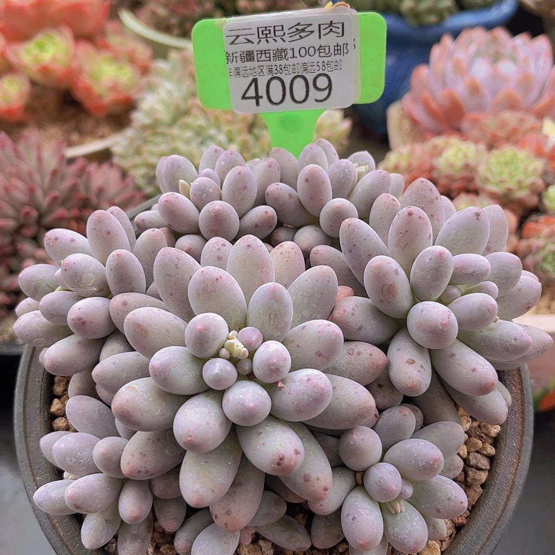 4009汤圆多肉植物
