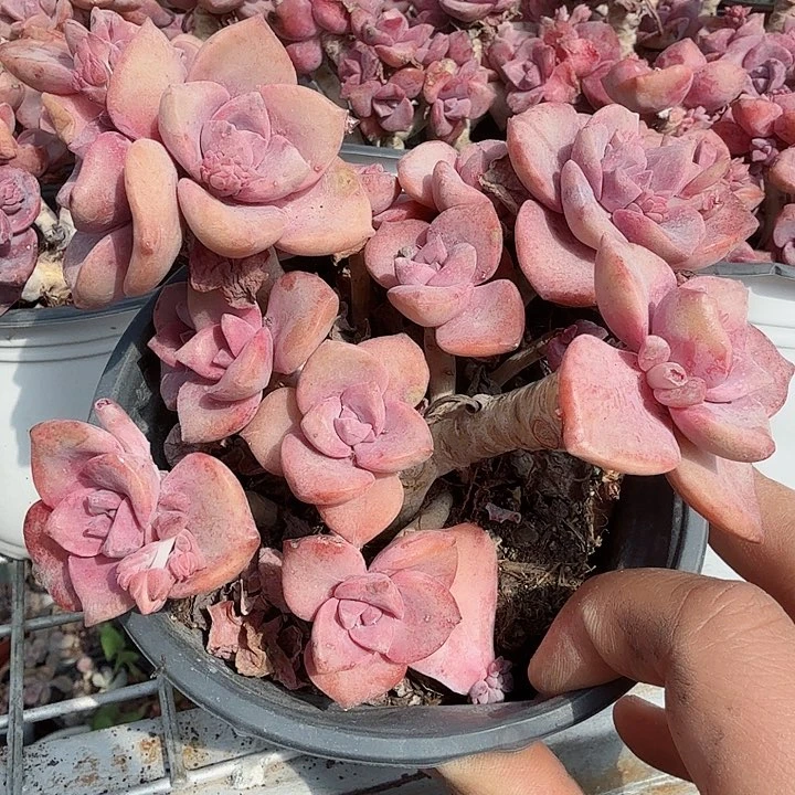 丸叶彩虹糖多肉植物