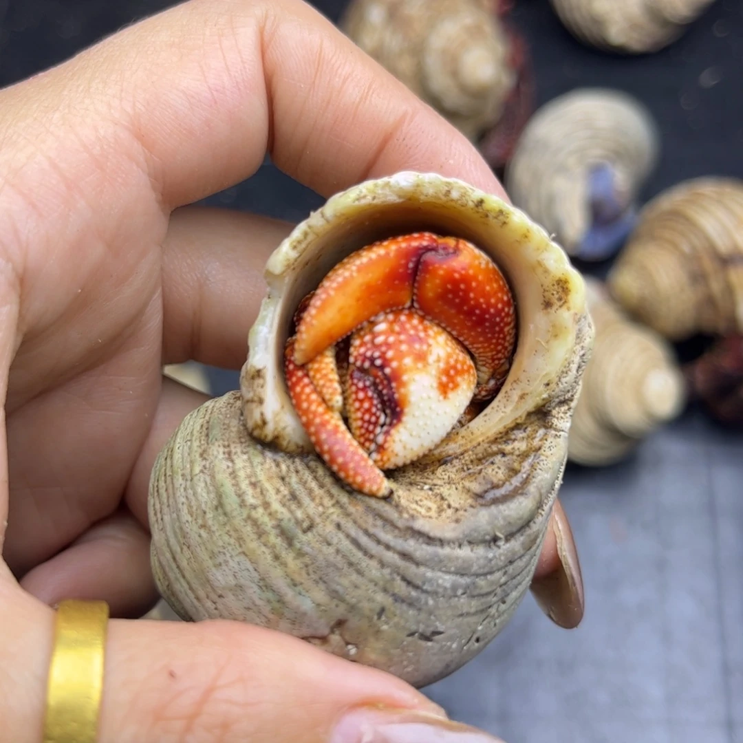 2.3口印尼草莓全尖