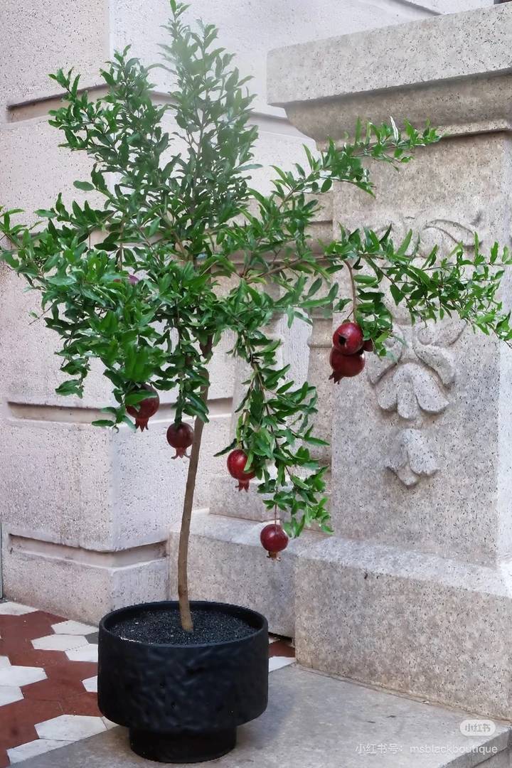 紫玉老桩石榴可盆栽南北方阳台庭院种植