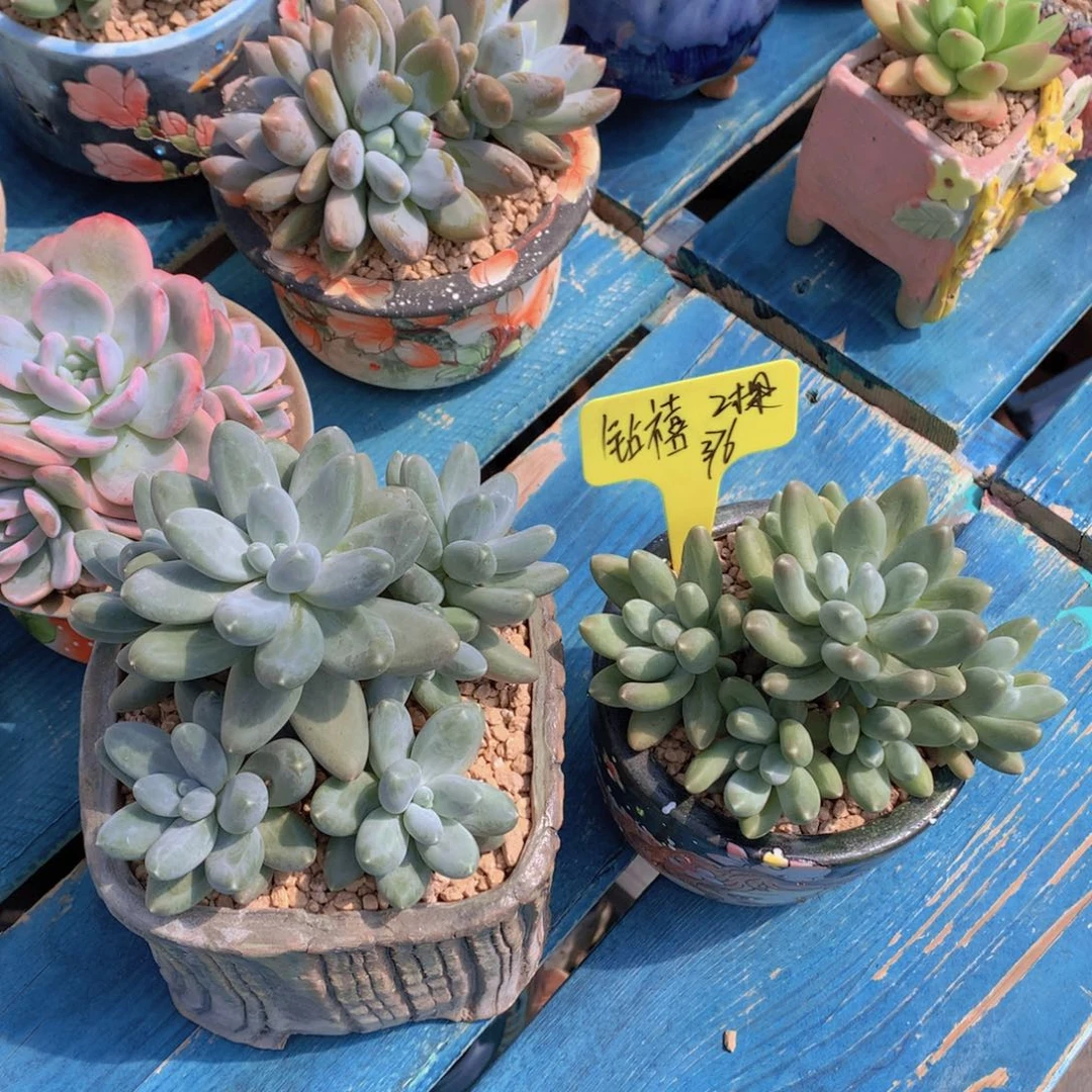 我家的小姐姐们都是我的小可爱