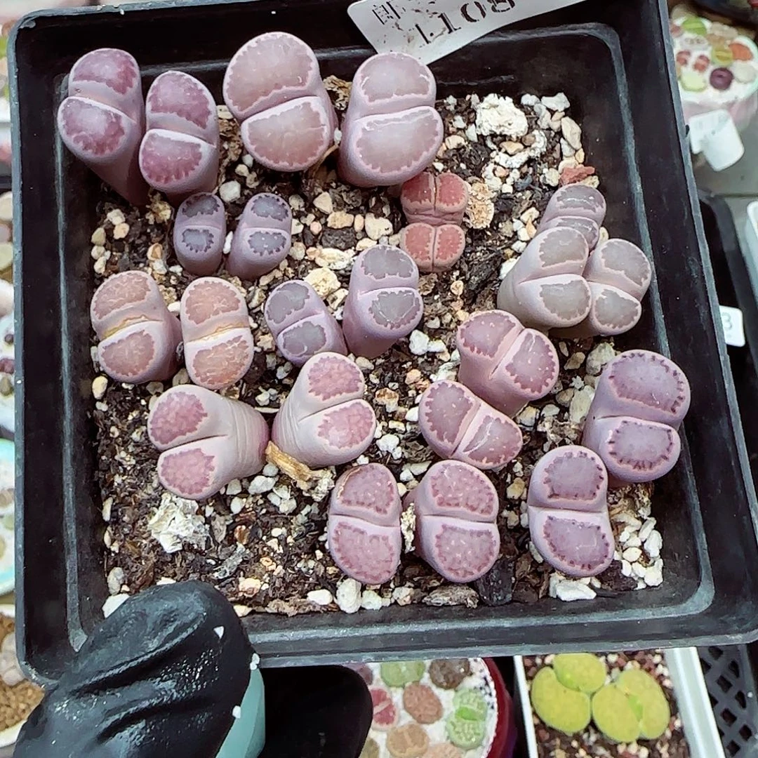 生石花满18包邮1108-248