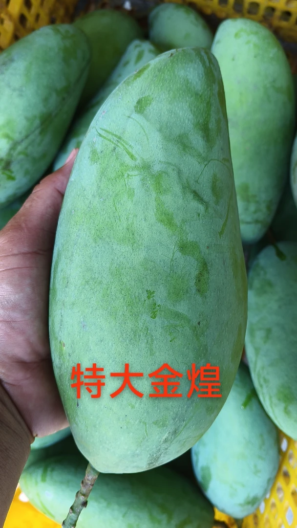广西百色大青芒果（东三省内蒙新疆西藏不包邮）