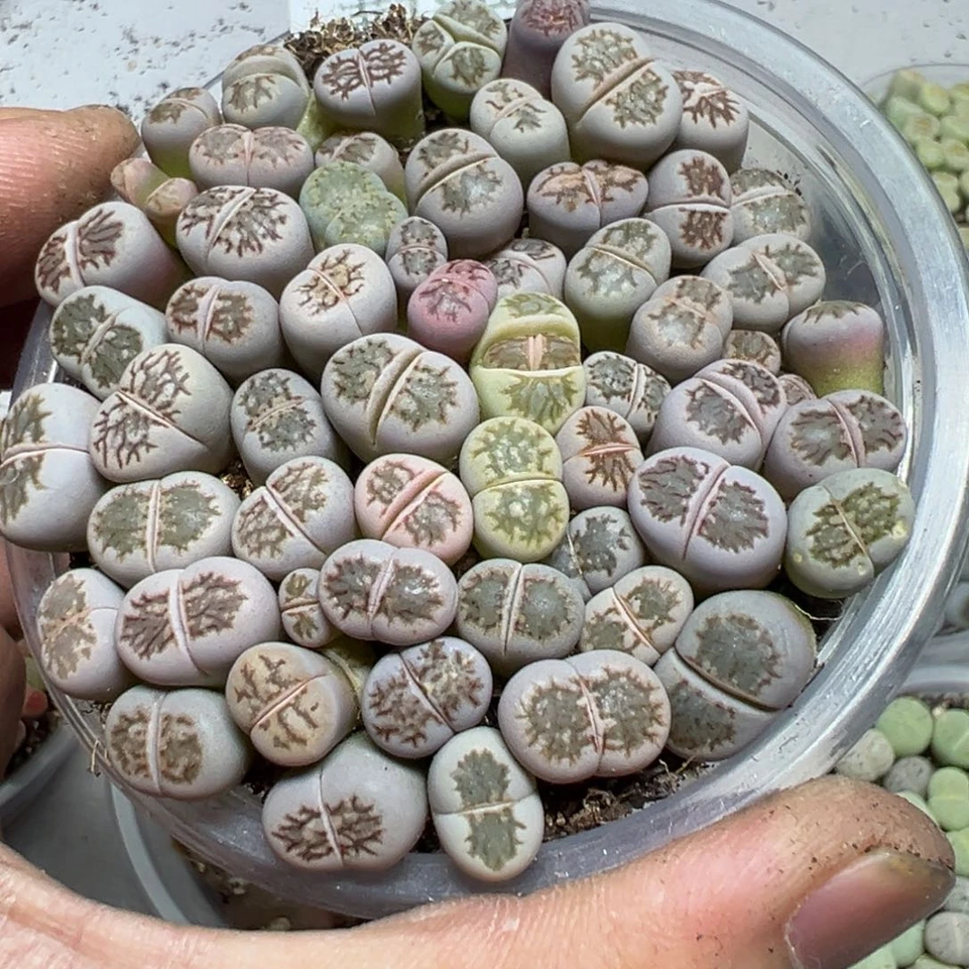 【闪购商品】 1173。