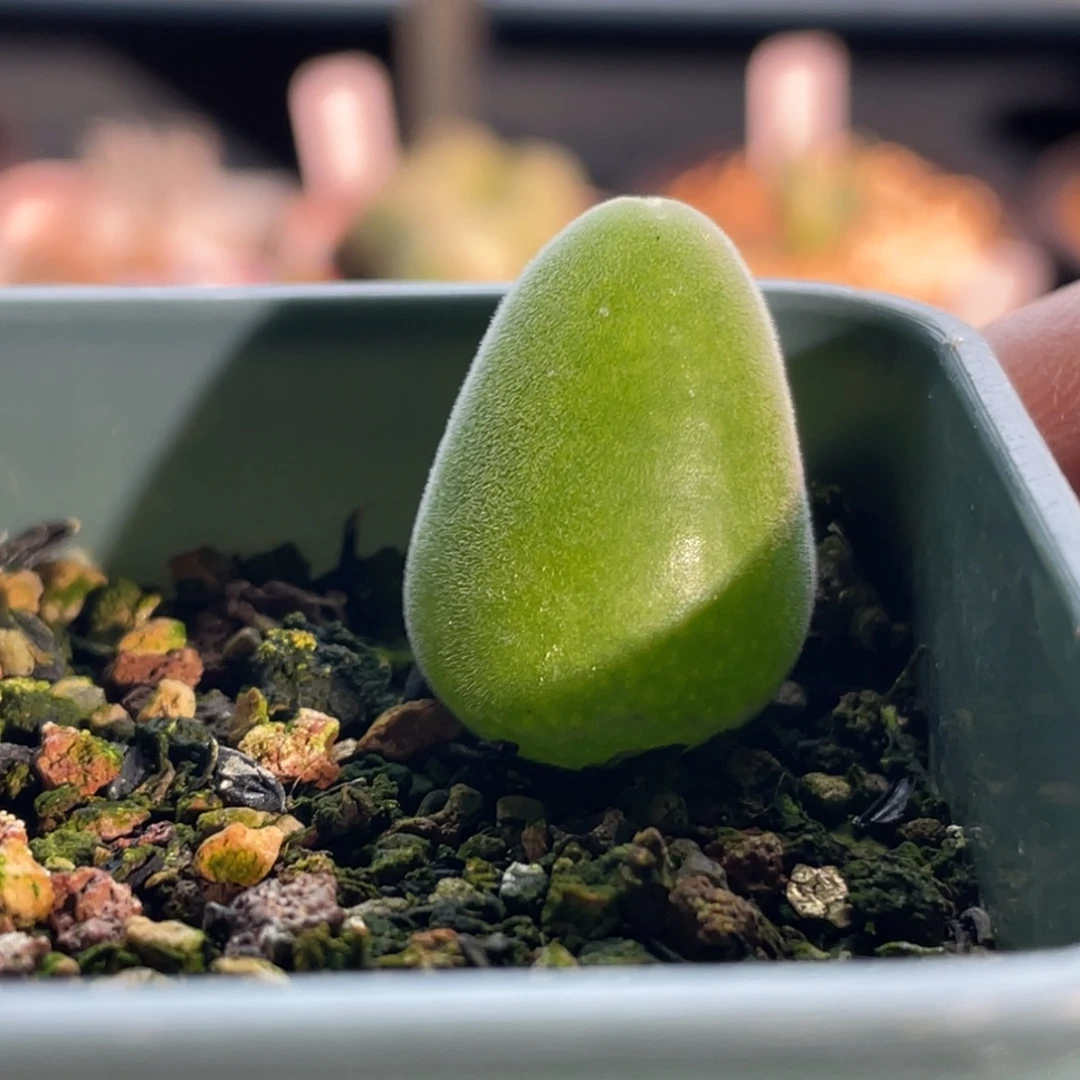 宝辉玉植物一物一拍