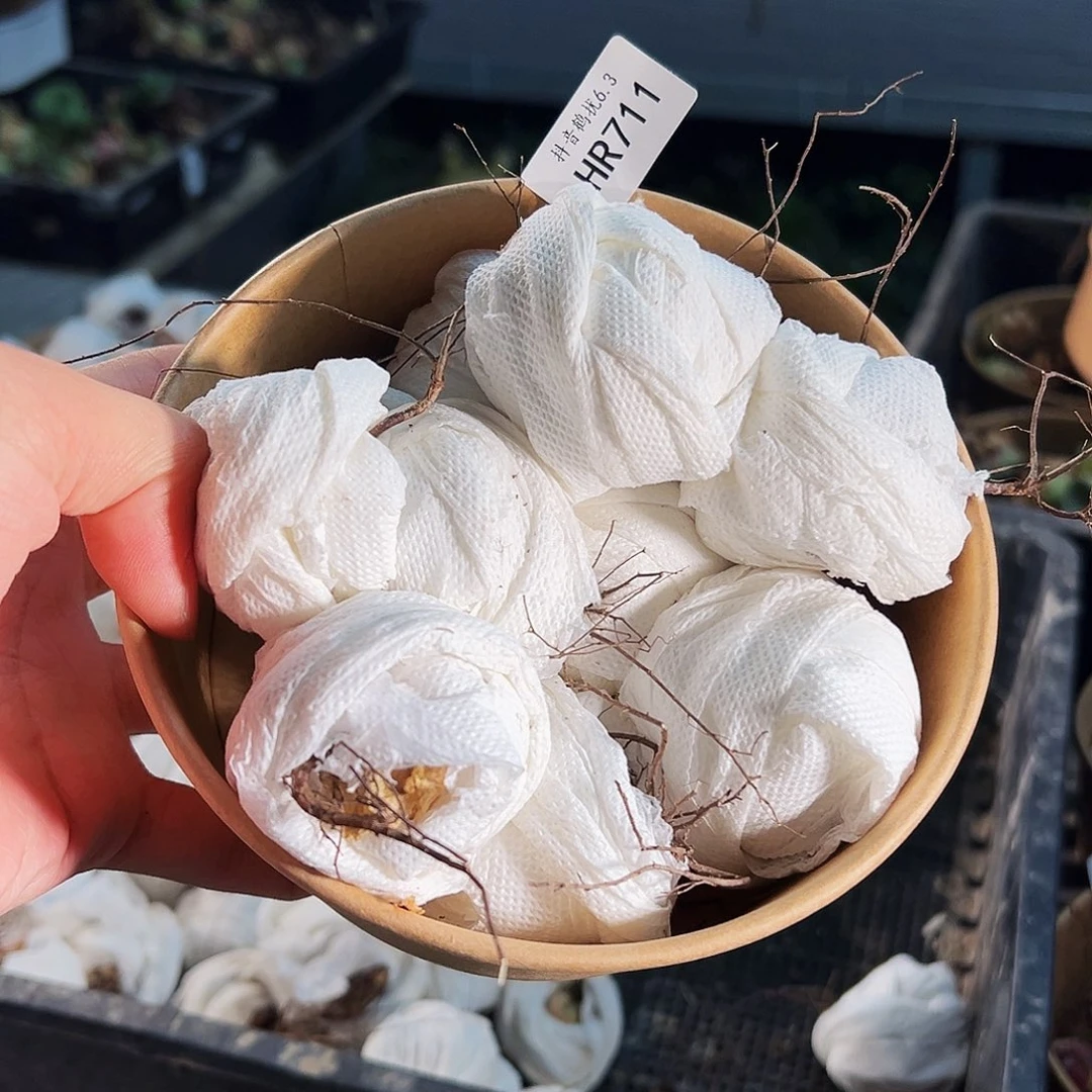 无花朵HR711盲盒一盒玫瑰10个