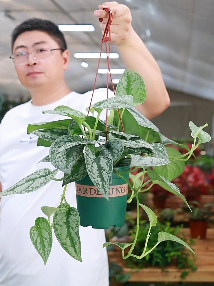 长藤大小叶银斑葛花叶绿萝室内盆栽可爬藤垂吊好养耐阴绿植