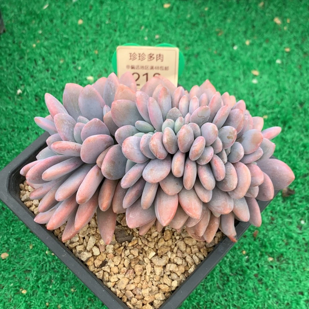 粉兔树缀一物一拍218