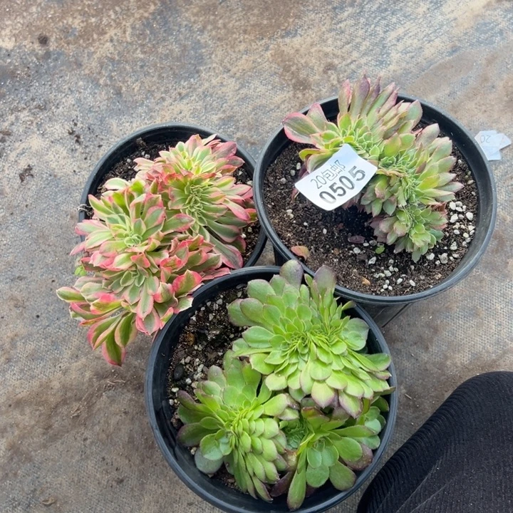 多肉植物505种植物