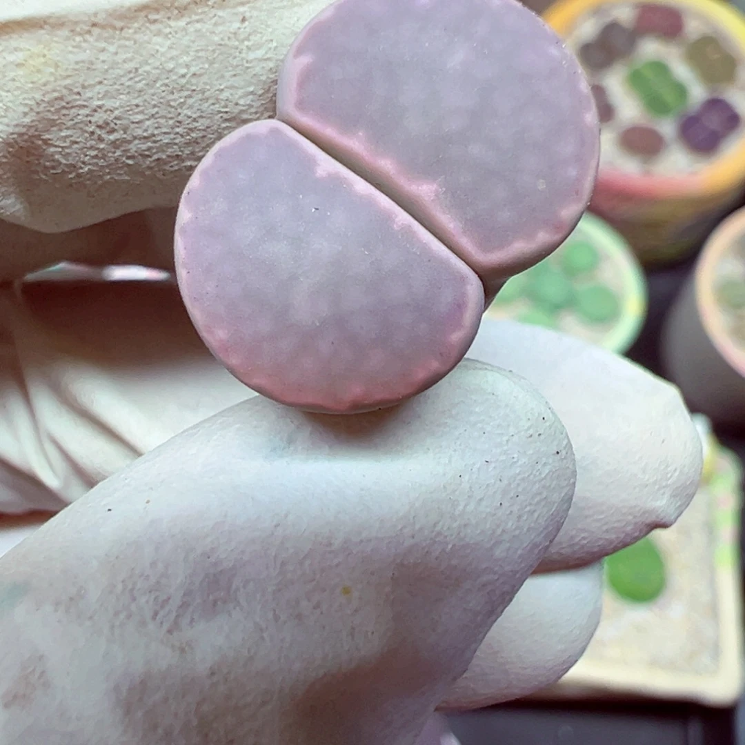 精致优秀的肉肉808-26